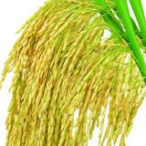 Rice Bran Extract（Natural  Ferulic acid）98%-Staherb Natural Ingredients