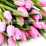 Best Quality Manufacture Red Tulip thumbnail-6