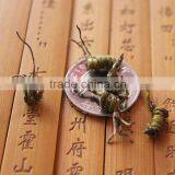 High Quality Dendrobium Chrysanthum thumbnail-2