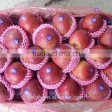 Various Apples thumbnail-6