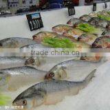 Large Ice Block Making Machine for Southeast Asia Fishery thumbnail-2