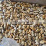 China Seafood Exporter Frozen Mussel Boiled Meat thumbnail-2