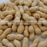 Selected Peanuts Raw thumbnail-1