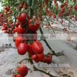 strong antivirus red tomato seeds Roman F1