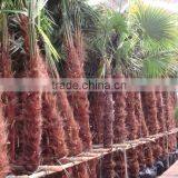 Trachycarpus Fortunei