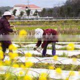 China Manufacture Hot Sell Low Price Black Seedling Tray Wholesale thumbnail-3