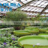 Horticulture Construction High Glass Covered Commercial Greenhouse For Entertainment thumbnail-5