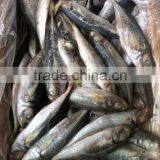 Frozen Horse Mackerel (Trachurus Japonicus) thumbnail-1