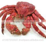 Hairy Snow Crab Antarctica thumbnail-1