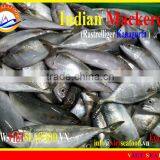FROZEN INDIAN MACKEREL W/R thumbnail-1