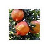 Pomegranate Extract thumbnail-1