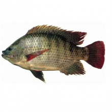 Tilapia thumbnail-1