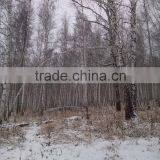 Brich Logs thumbnail-1