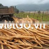 High Quality Eucalyptus Wood from Vietnam
