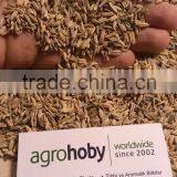 Turkish Origin Fennel Seed Factory thumbnail-1