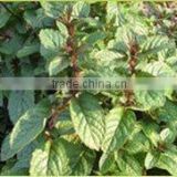 Spearmint Essential Oil - Benefits of headaches, migraines, nervous strain, fatigue and stress.