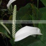 Spathiphyllum Patinii Fancy Leaf Peace Lily