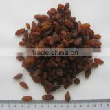 China suppliers best price red raisin