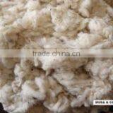 Cotton Lickerin thumbnail-1