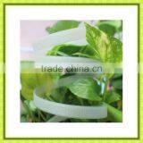 Paking Tape pp Packing Tape Printing Packing Belt Press With Packing Belt Yesllow Carton Strapping thumbnail-4