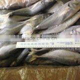 Frozen Horse Mackerel 18cm From China thumbnail-2
