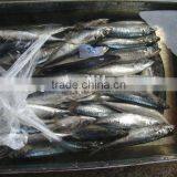 Frozen Round Scad (muroaji) thumbnail-3