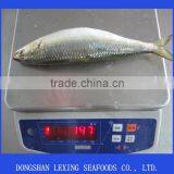 Frozen Sardine thumbnail-1