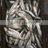 Best Price for Canning Frozen Sardine Seafood thumbnail-6