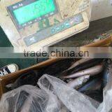 Ice Mackerel thumbnail-1