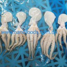 Frozen Cleaned Baby Octopus thumbnail-3