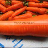 Large Potato Drum Cleaning and Polishing Machine/carrot Washing and Polishing Machine thumbnail-3