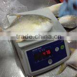 Pomfret 400-600g Frozen Golden Pompano