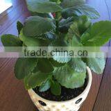 PRILLED UREA thumbnail-2