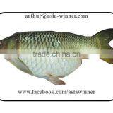 Carfu (Cyprinus Carpio) thumbnail-1