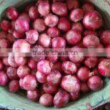 Red Onions