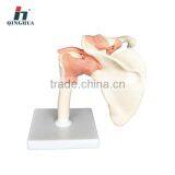 Shoulder Joint-functional Model Half Life Size thumbnail-1