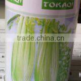 Early Maturity Cold Resistant High Yield Celery Seeds Empress Cerely thumbnail-3