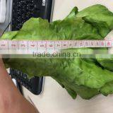 Artificial Romaine Lettuce Cos Lachca Sativa E09 02 thumbnail-4