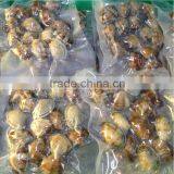 Frozen Vacuum Clam With Shell IQF thumbnail-1