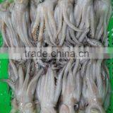 Frozen Tweed Bait Squid Heads thumbnail-3