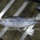 Frozen Fish Frozen Spanish Mackerel thumbnail-1