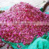 100% Pure, Rose Oil thumbnail-1