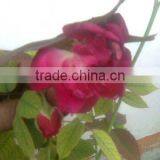 Rose Attar thumbnail-1