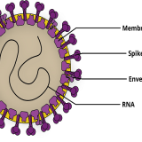 Animal health diagnostic antibodies