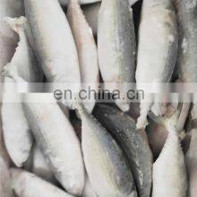 IQF Frozen Indian Mackerel Fish thumbnail-4