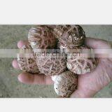 Shiitake Mushroom , Xianggu Mushroom , Maitake Mushroom thumbnail-3