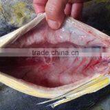 Frozen Gutted Mahi-mahi Fish Clean Fish thumbnail-5