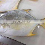 Golden Pomfret Fish