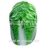 New Bred Chinese Cabbage Seeds for Growing SXD No.1