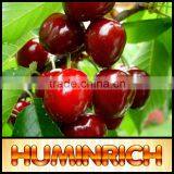 FAQ 9--What Should Pay Attention To Cultivation Of Cherries? thumbnail-1